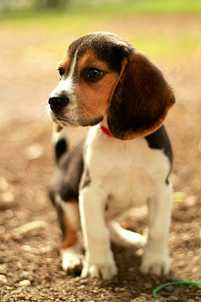 20 Beagle-Mischungen