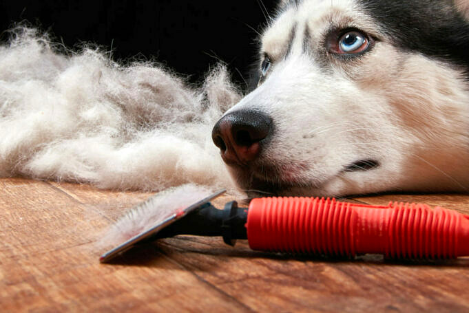 4 Hausmittel Gegen Haarausfall Bei Hunden
