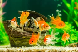 5 Zacro USB Automatic Fish Feeder Beste Fischfütterung für große Aquarien
