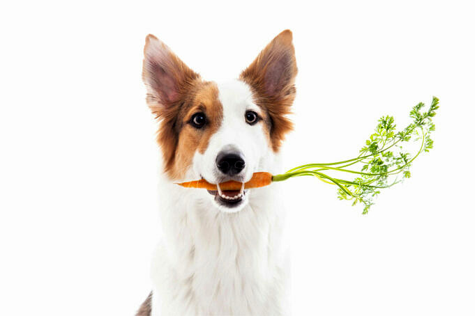 Das Beste Gemüse Für Hunde. Was Sind Sie?