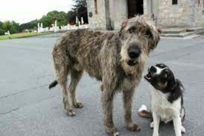 Die 17 Beliebtesten Irish Wolfhound Mix Dogs