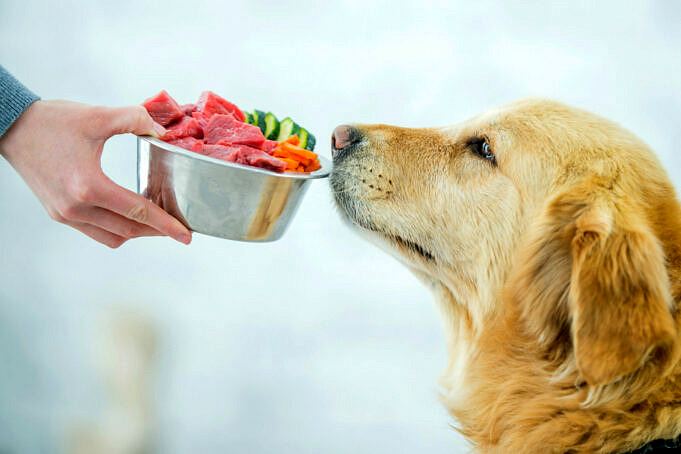 Rohes Hundefutter Gegen Trockenfutter. Welches Sollte Ich Wählen?