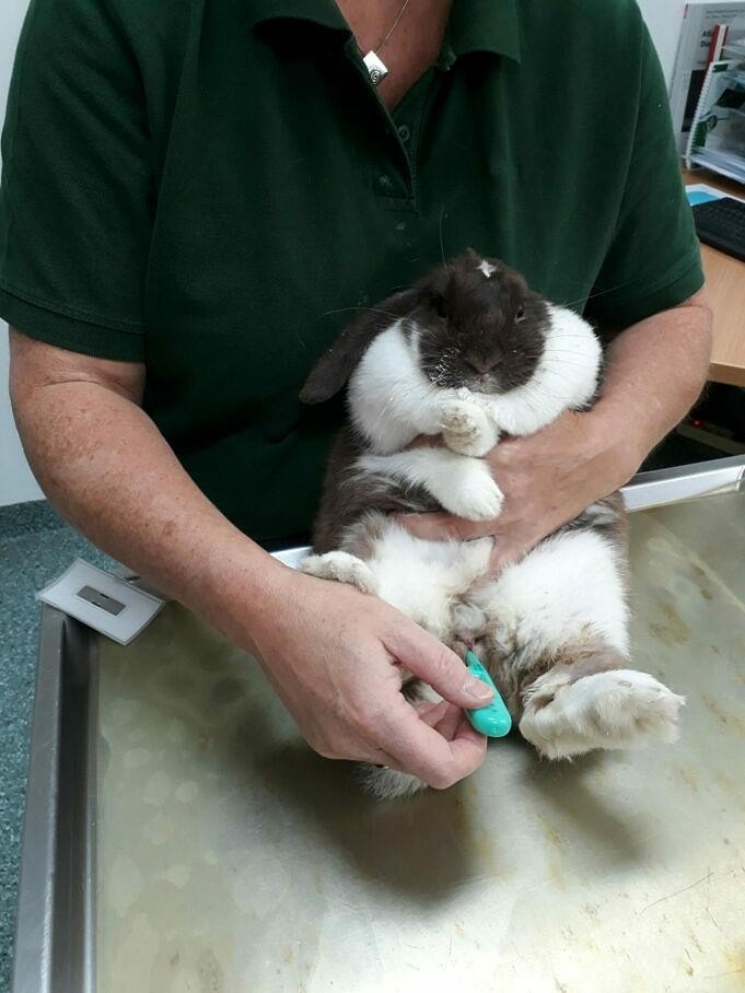 Wie Man Fuenf Haeufige Kaninchenkrankheiten Erkennt scaled 1