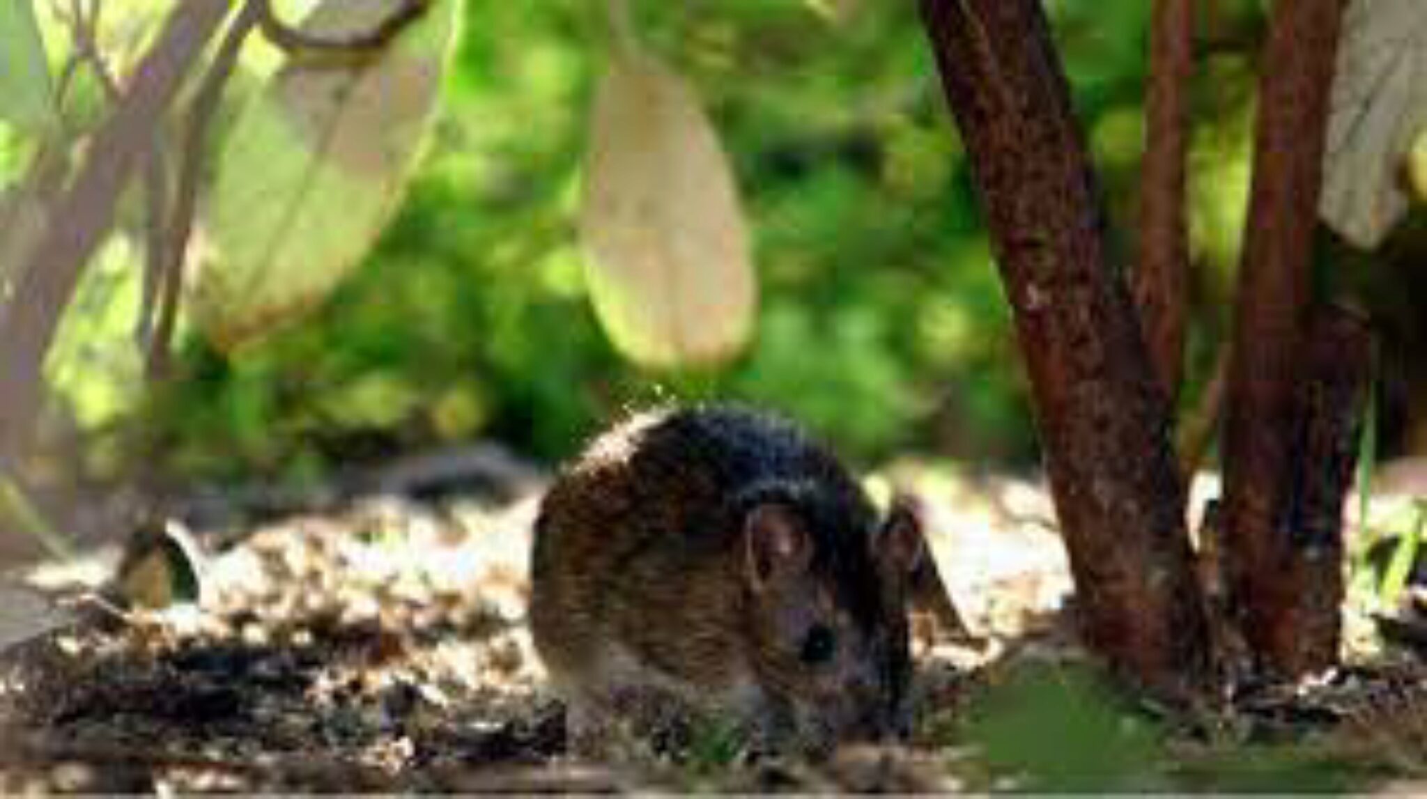 Wie Man Ratten Im Garten Loswird Ohne Haustieren Zu Schaden