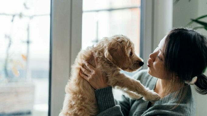 Wie Pflege Ich Meinen Hund Zu Hause? Haustier-Fashion-Woche