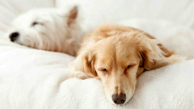 Wie Viele Stunden Schlafen Hunde Pro Tag Warum Schlafen Hunde Viel